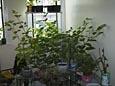 Our Plants
