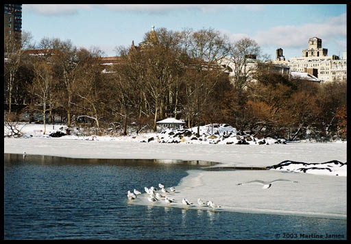 A Lake in Central Park, NYC