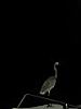 2004-10-09_Hawks-key_144w.jpg