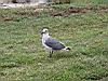 2004-10-11_Hawks-key_245w.jpg