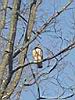 2004-11-26_Red-tail-hawk_19_cropped.jpg