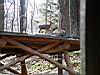 2004-11-26_deer_33.jpg