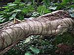 2005-02-16_jamaica_190.jpg