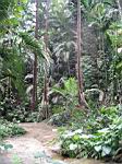2005-02-16_jamaica_193.jpg