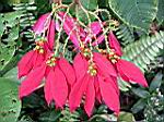 2005-02-16_jamaica_215.jpg