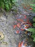 2005-02-16_jamaica_220.jpg