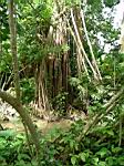 2005-02-16_jamaica_227.jpg